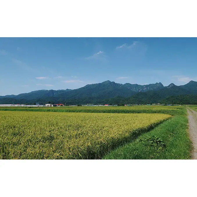 【令和8年度】北海道 富良野産 ゆめぴりか 減農薬 5kg 米 (山本農園) お米 ご飯 ごはん 白米 定期 送料無料 北海道 富良野市 道産 直送 ふらの