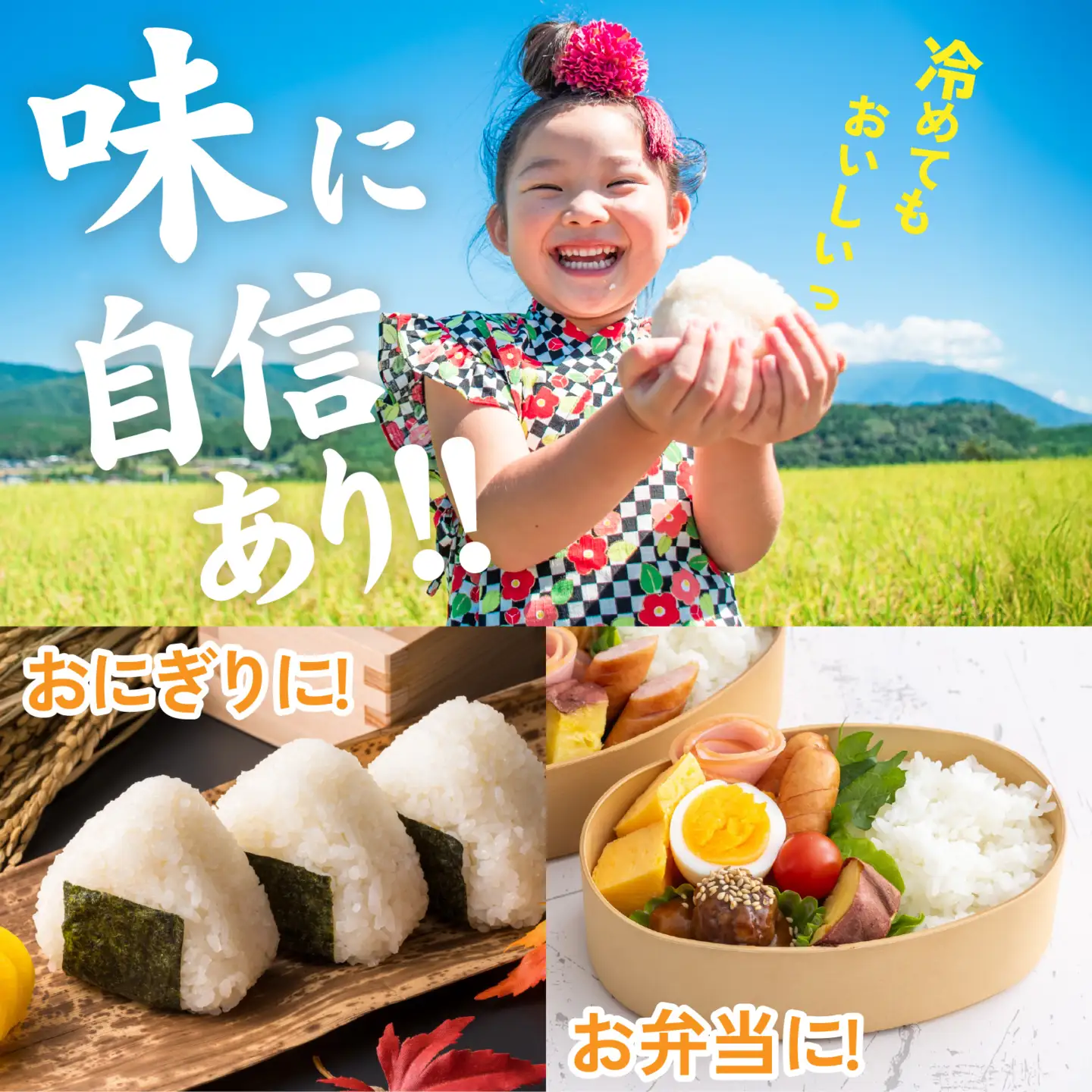 《定期便12ヶ月連続お届け》【ふくい米】令和8年産  福井市産コシヒカリ10kg [O-168018] | こしひかり