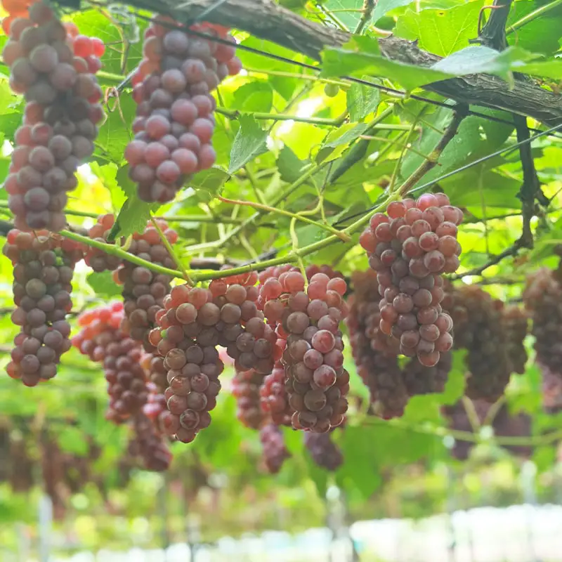 山形市産ワイン飲み比べセット「SHARIN（写輪）」「秋桜 -kosumosu-」2本組 FY26-277
