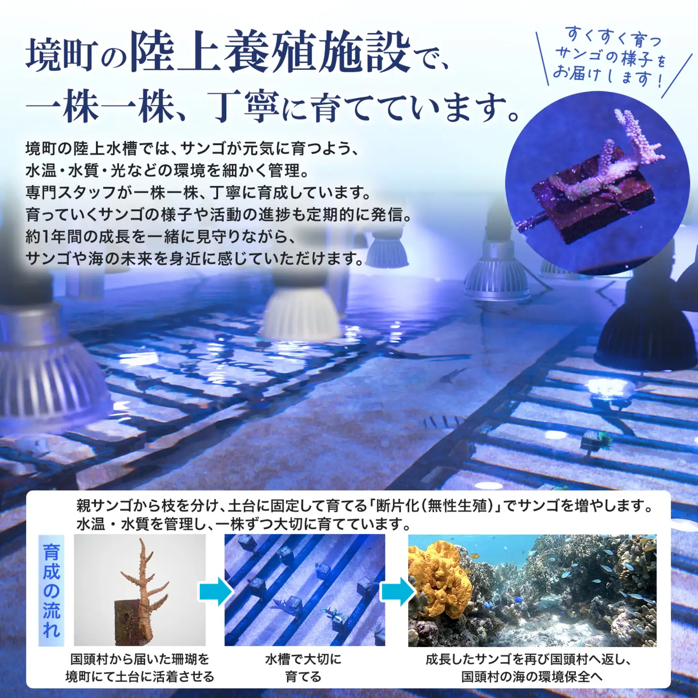 境町サンゴ株主プロジェクト サンゴ株主証明書（サンゴ1株） K2746