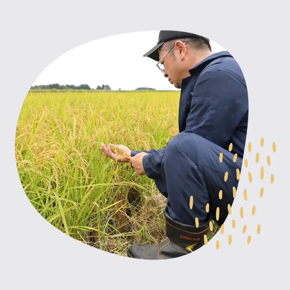 【令和8年産・先行予約】まっしぐら精米　5kg　【02402-0437】