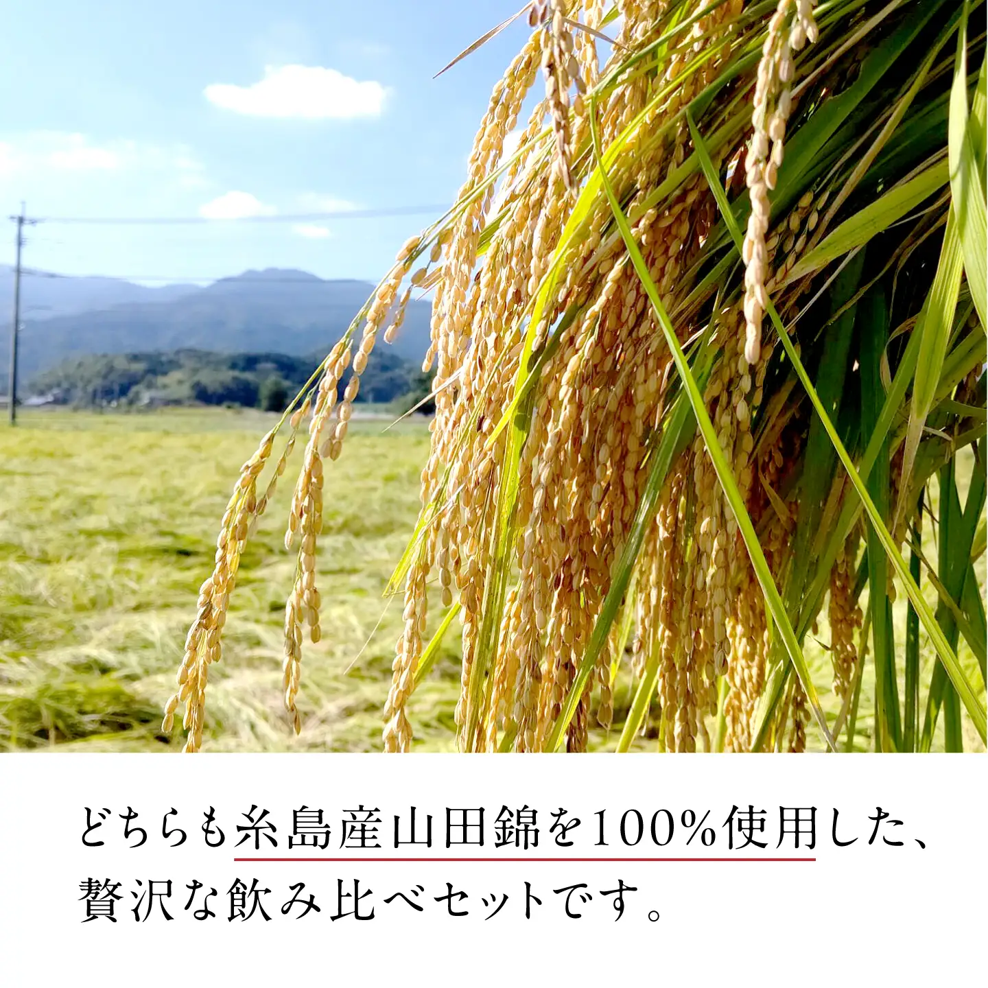 【全12回定期便】【数量限定】 蔵屋SPECIAL 720ml 白糸酒造コラボ  糸島市 / 蔵屋[AUA046]
