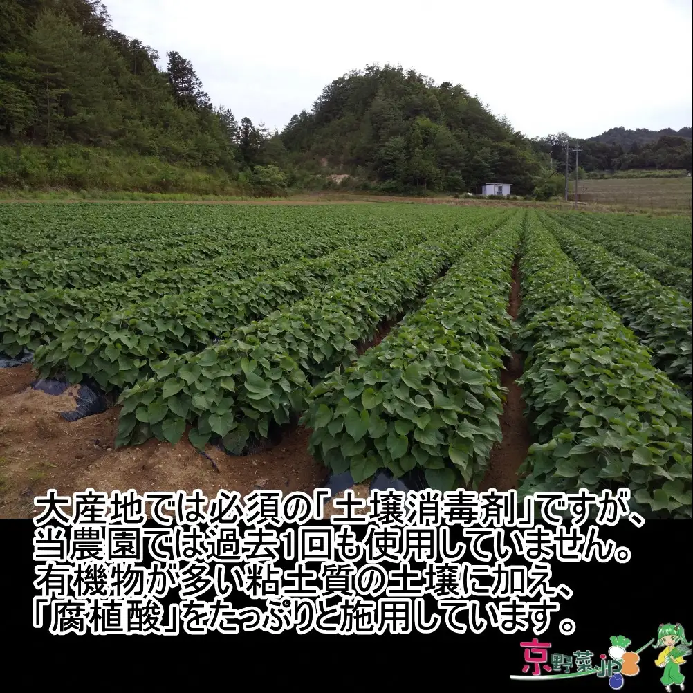 小さい紅はるか（京都産） 5kg