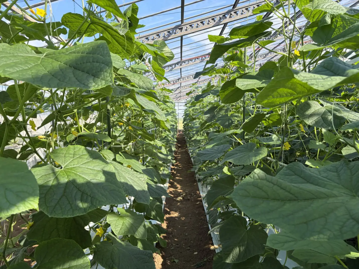 訳あり きゅうり 野菜 2キロ 2kg 胡瓜 