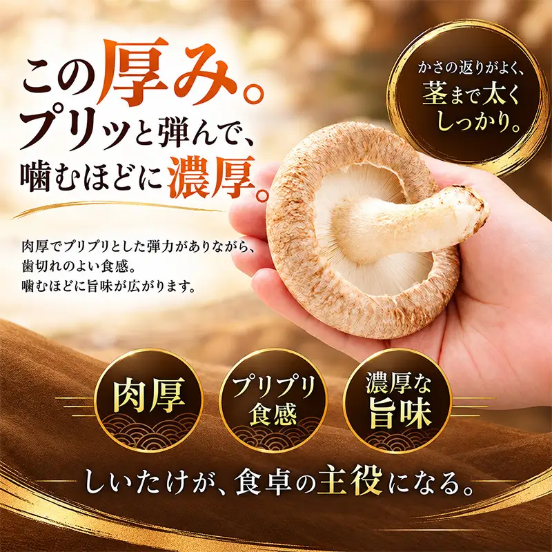 訳あり 椎茸 北海道 厚岸町 上尾幌 朝どれ 菌床 しいたけ 「極茸」 バラ 2kg 【上尾幌きのこ生産協同組合】[ きのこ キノコ 新鮮 肉厚 国産  品評会で金賞受賞 ]