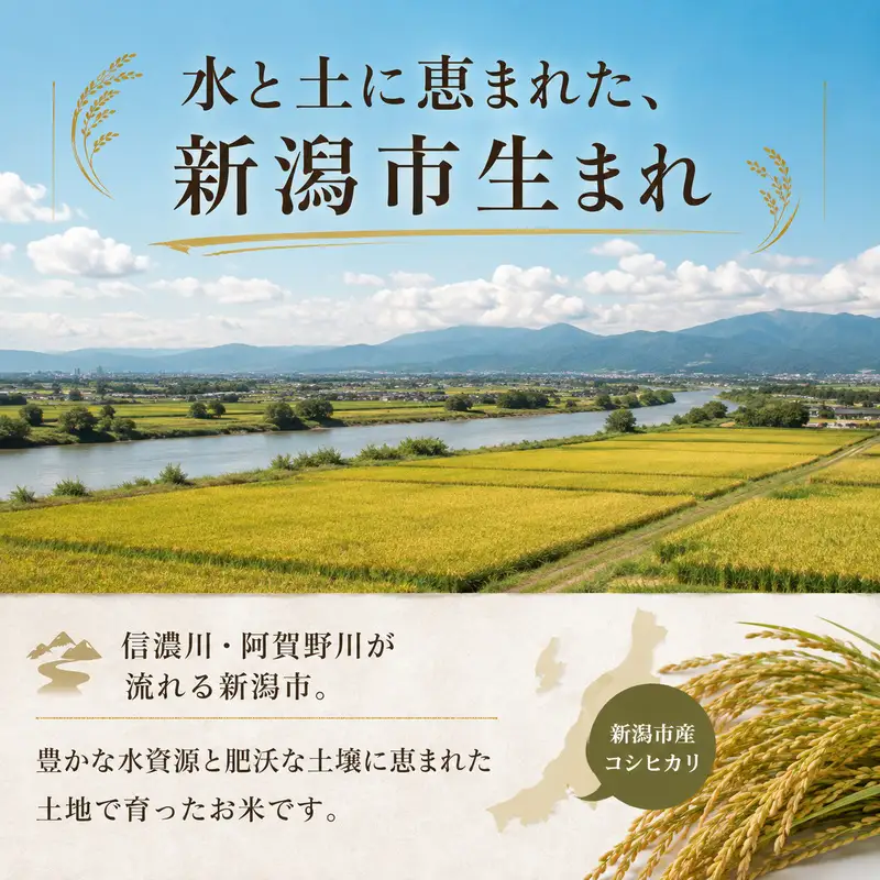 【先行予約】令和8年産 新潟県産 新之助 5kg 米 精米 白米 こめ コメ お米 おこめ 新潟 新潟県