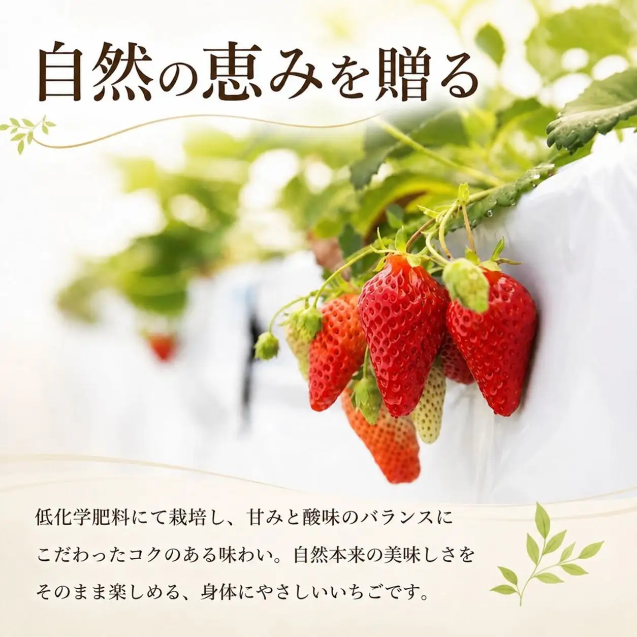 苺 品種お任せ いちご 2パック ( 約900g ) 【12月発送】 