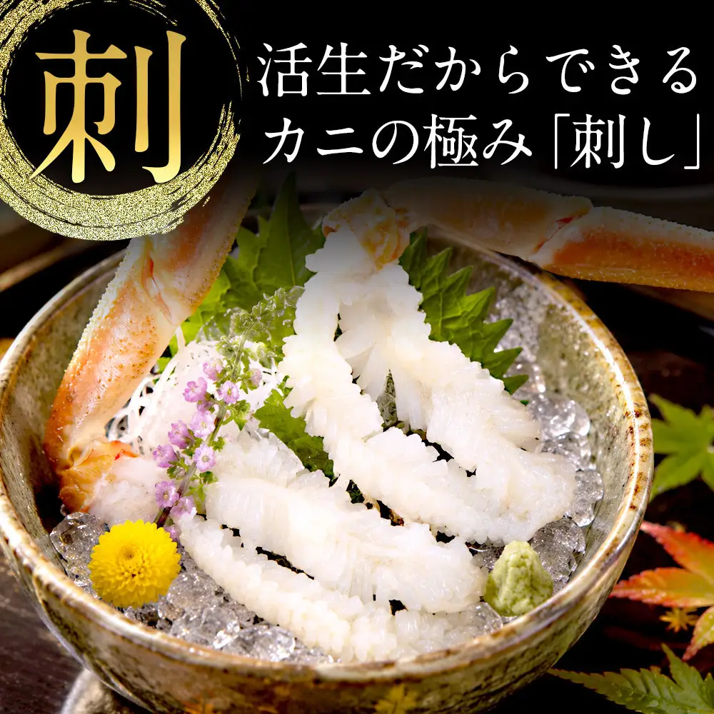 タグ付き 活生松葉蟹×1枚（350g前後）【鳥取県 境港市】