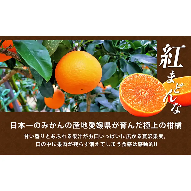 【数量限定 先行予約】愛媛県産 紅まどんな2.7kg[50R0986]【高島屋選定品】青秀 M～３Lサイズ（10～16玉）12月上旬頃～順次発送 ＜ギフト 正規品 甘い みかん フルーツ＞[No.53030337]