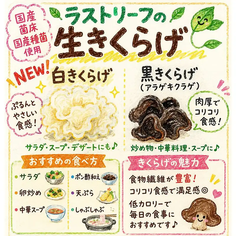 ≪2027年先行予約≫山形県 戸沢村産 生きくらげ 1kg 2027年7月上旬から順次発送 国産 木耳 キクラゲ 茸 きのこ 中華 料理 食品 自宅 家庭 F7W-0515