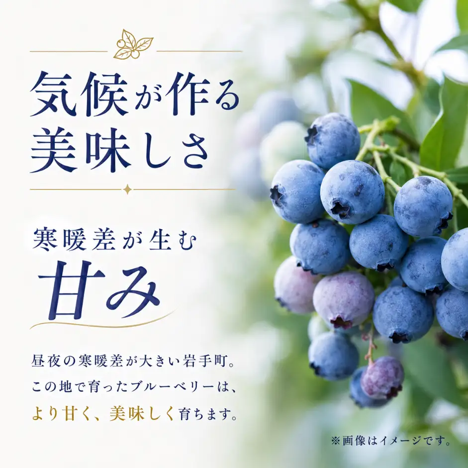 ブルーベリー 冷凍 訳あり 2kg フルーツ ベリー 果物 先行予約 2027年発送