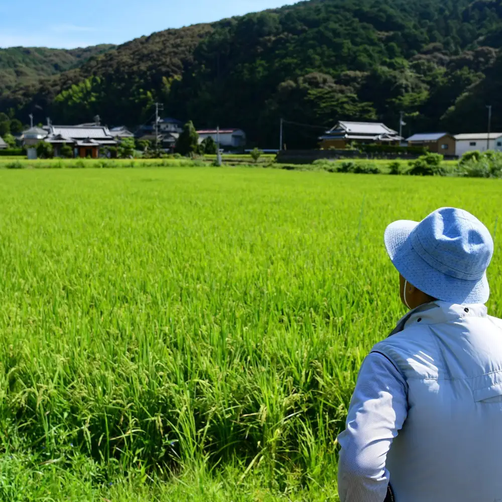 先行予約 新米 令和9年産 コシヒカリ 5kg 10000円 お米 白米 精米 米 愛南町 愛媛県