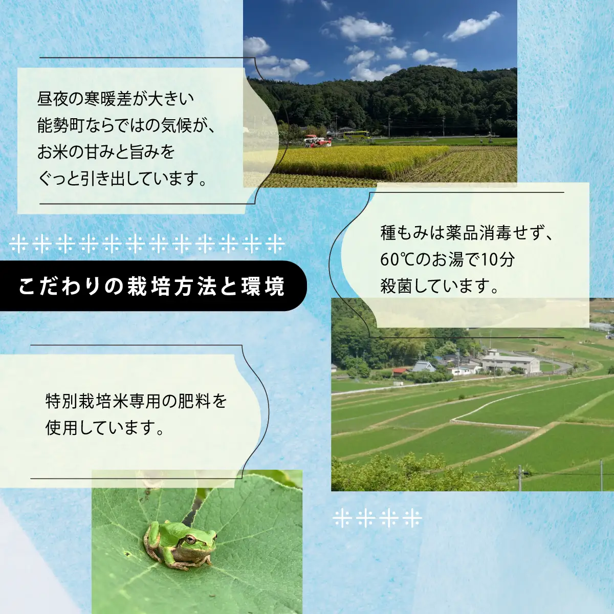 《予約受付中》令和8年産 特別栽培米キヌヒカリ(白米) 5kg×2袋 | 農園のら | 米 新米 白米 精米 10kg キヌヒカリ 減農薬 自然栽培 特別栽培 食 | おにぎり 弁当 産地直送 | 大阪府 能勢町 送料無料
