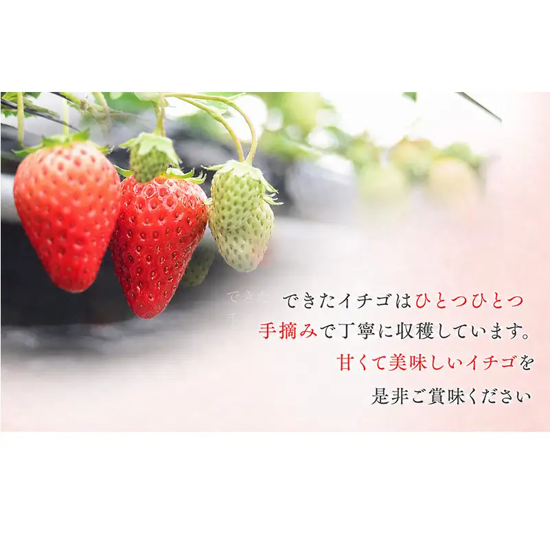 川瀬農園の紅ほっぺ　2パック