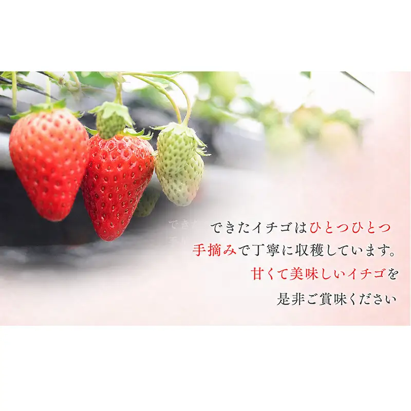 川瀬農園の紅ほっぺ　４パック