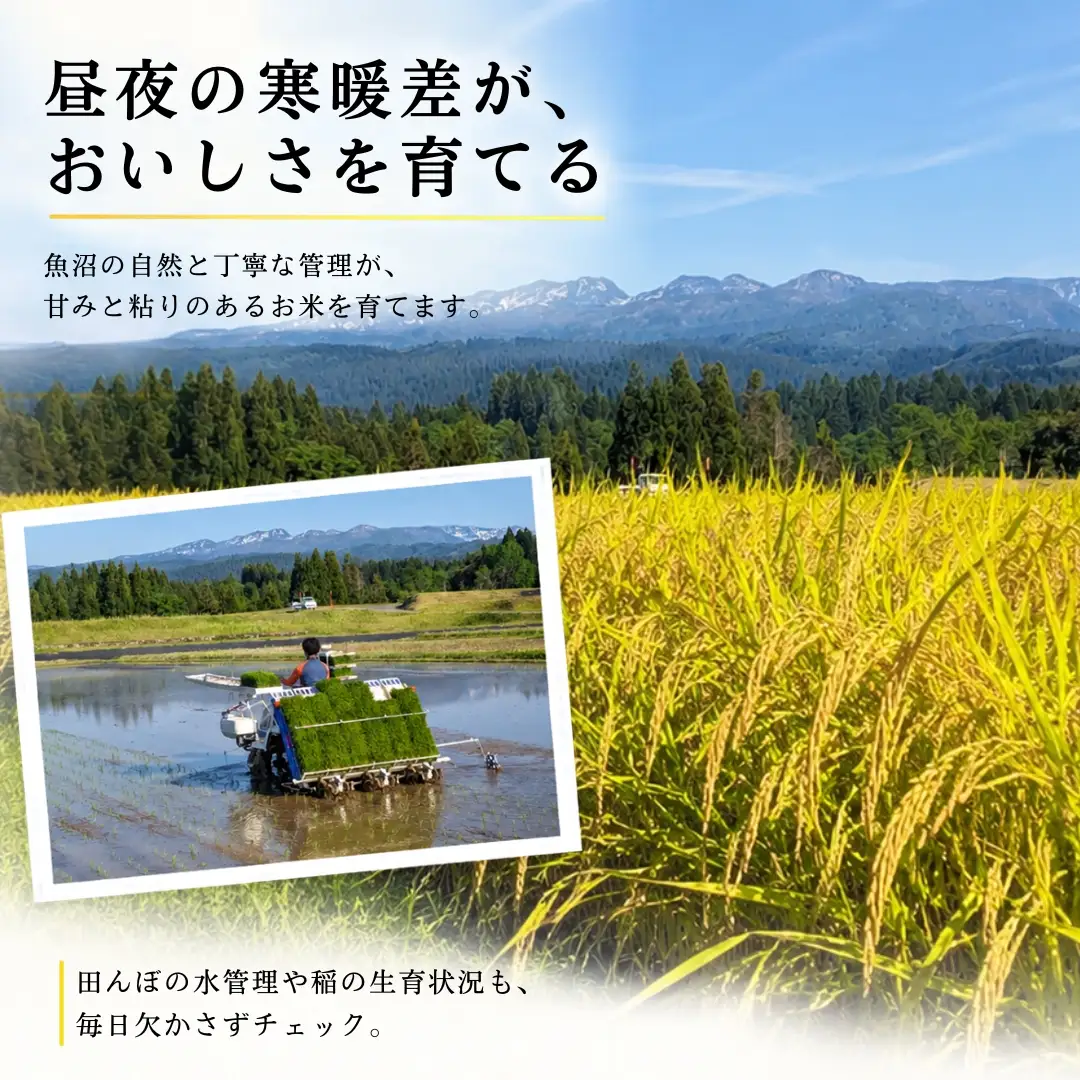 【隔月全6回 定期便】【令和8年産 コシヒカリ】魚沼産コシヒカリ 特別栽培米 10kg(5kg×2袋) | 新潟県産コシヒカリ 魚沼産こしひかり 米 お米 こしひかり 白米 精米 ブランド米 津南町 米処やえざわ