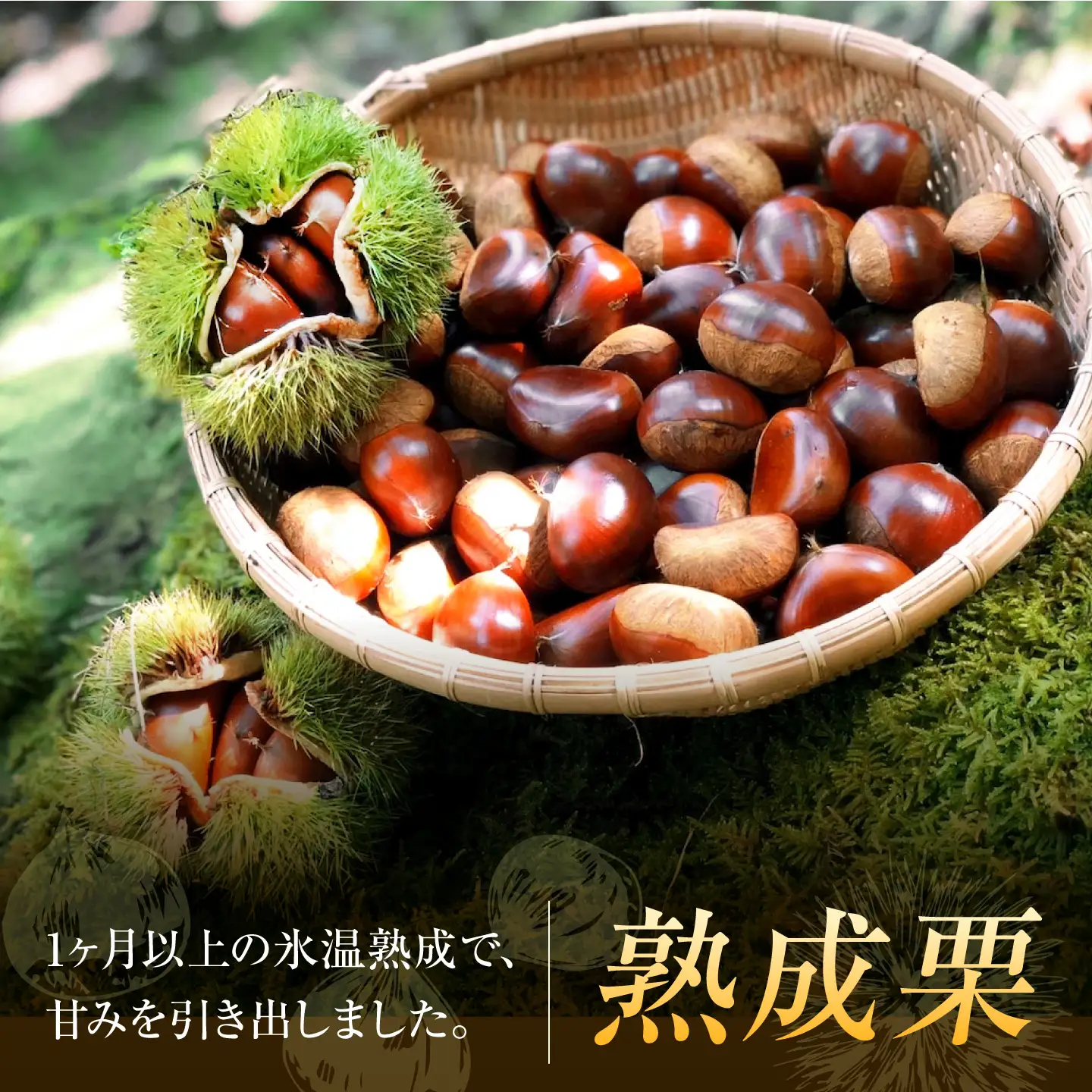 【先行予約】大粒熟成栗 2L 1kg 約40粒 萬奥農園 BKCC004
