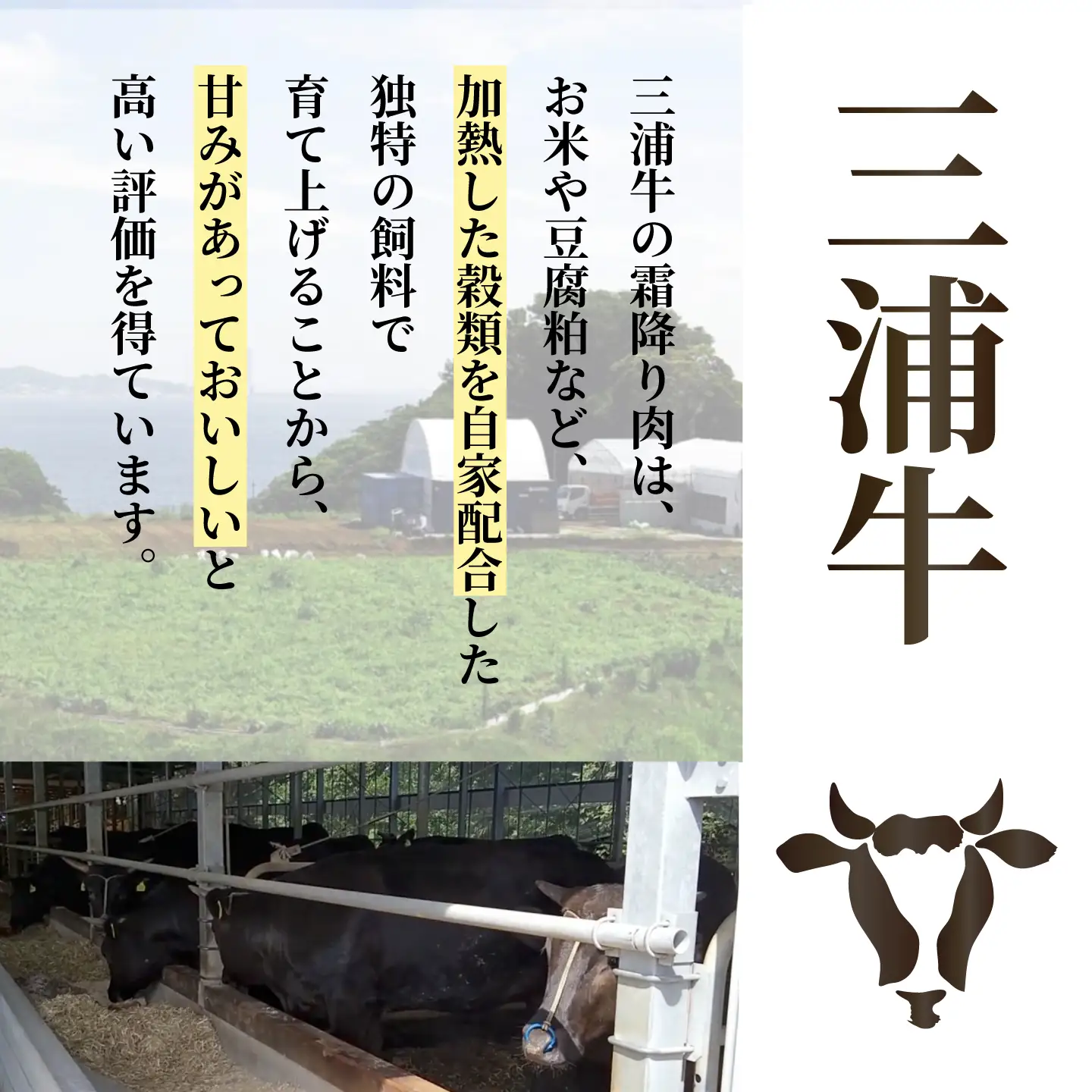 三浦牛入り 黒毛和牛 合挽 ハンバーグ 約150g×10個 【株式会社コーシン】[AKJI003] ハンバーグ