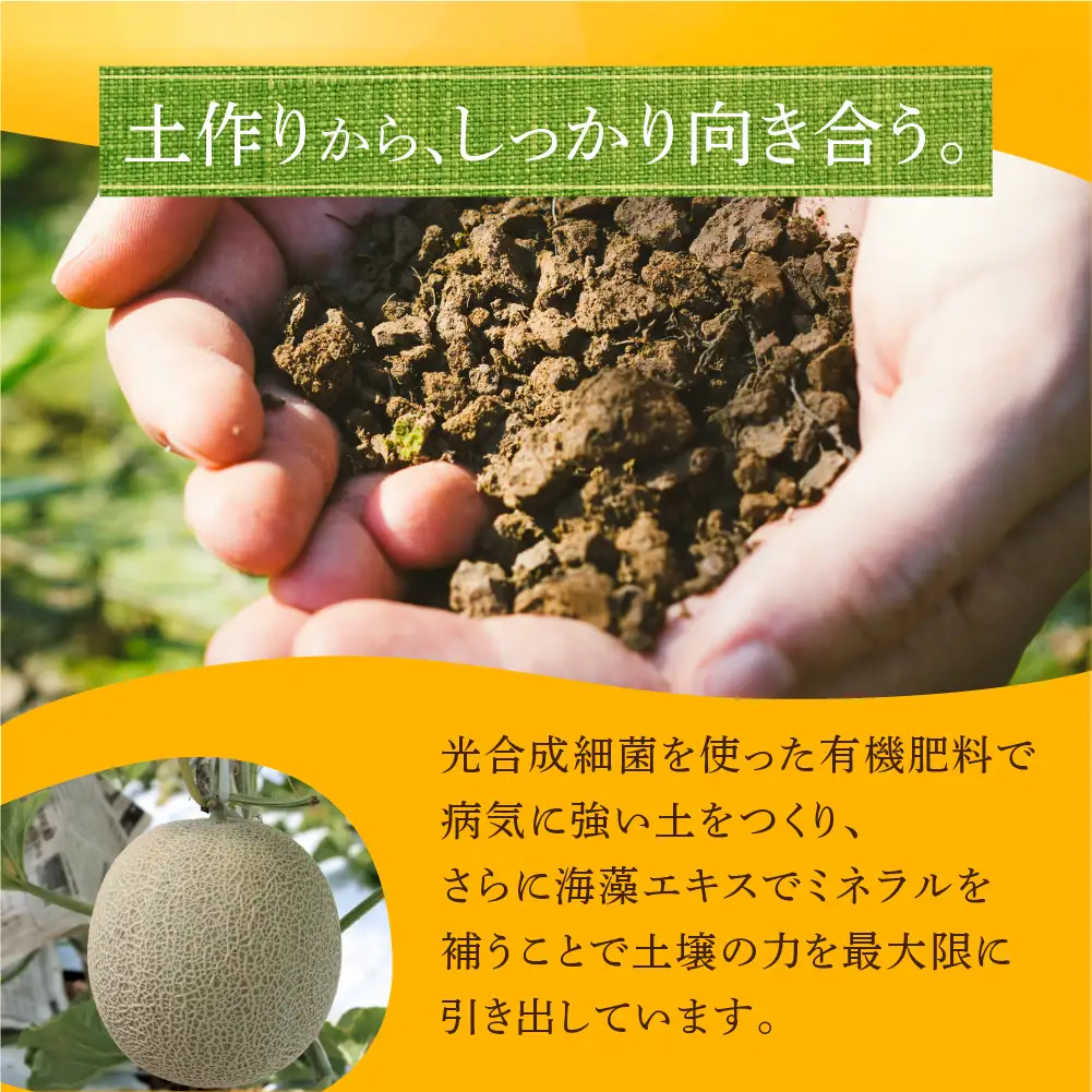 ≪先行予約 2027年発送≫ 温室マスクメロン 3～4玉 【訳あり】めろん メロン マスクメロン 訳あり わけあり 果物 フルーツ デザート 旬 旬の果物 高糖度 糖度 フルーツ先行予約 愛知県 豊橋市