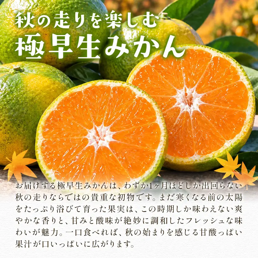 小玉 極早生みかん 1.5kg