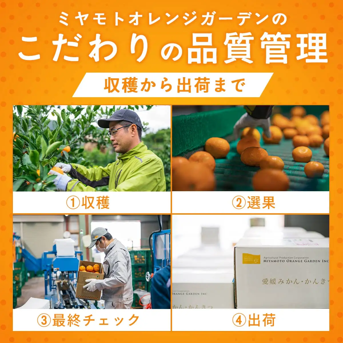 先行予約＜訳あり 愛媛みかん 合計約2.5kg＞ 『2026年11月以降順次出荷予定』温州 みかん フレッシュ ご家庭用 ご自宅 蜜柑 愛媛県産 キロ 果肉 お試し 果物 柑橘 フルーツ オレンジ 国産 濃厚 産地直送 ミヤモトオレンジガーデン 愛媛県 西予市【常温】ONM0033