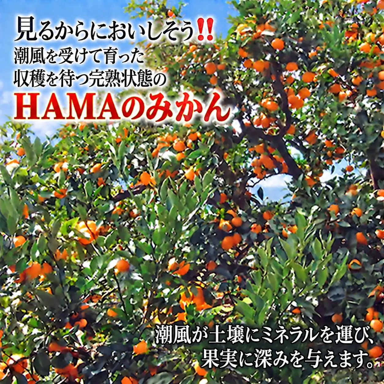 【先行受付】ミネラルを運ぶ潮風に吹かれ甘く育ったみかんを厳選　完熟「HAMAのみかん」　正味約５ｋｇ【39-95】YWTF070