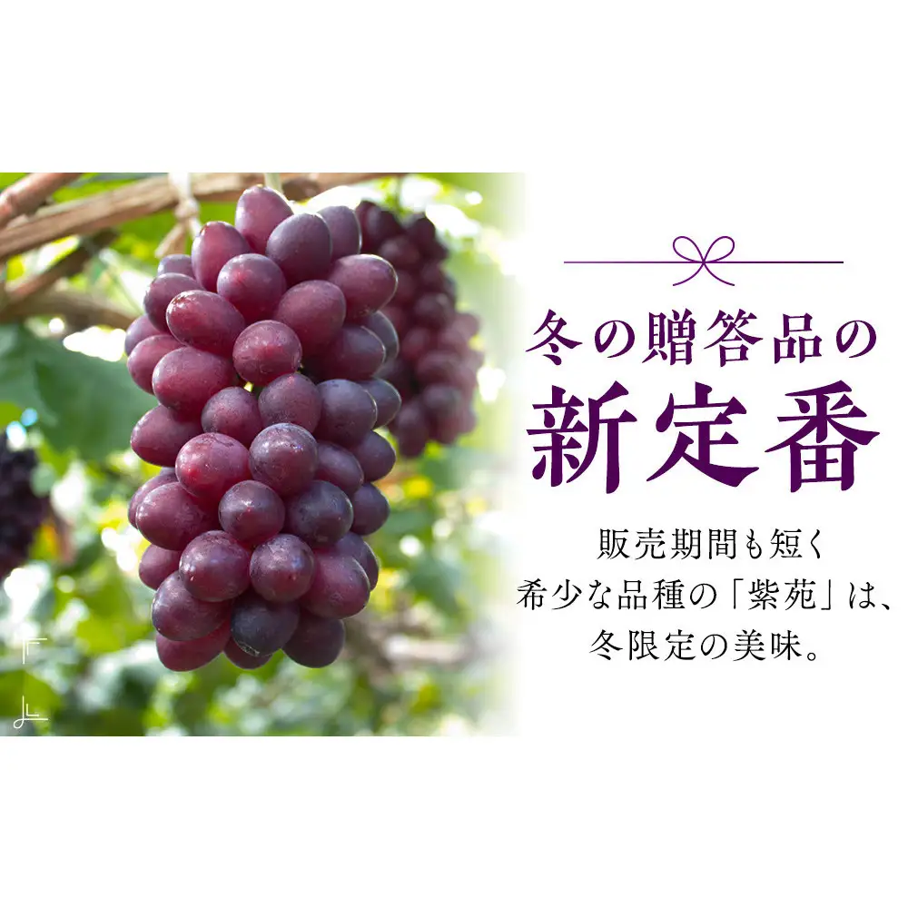 岡山県産　冬ぶどう「紫苑」　2026年発送