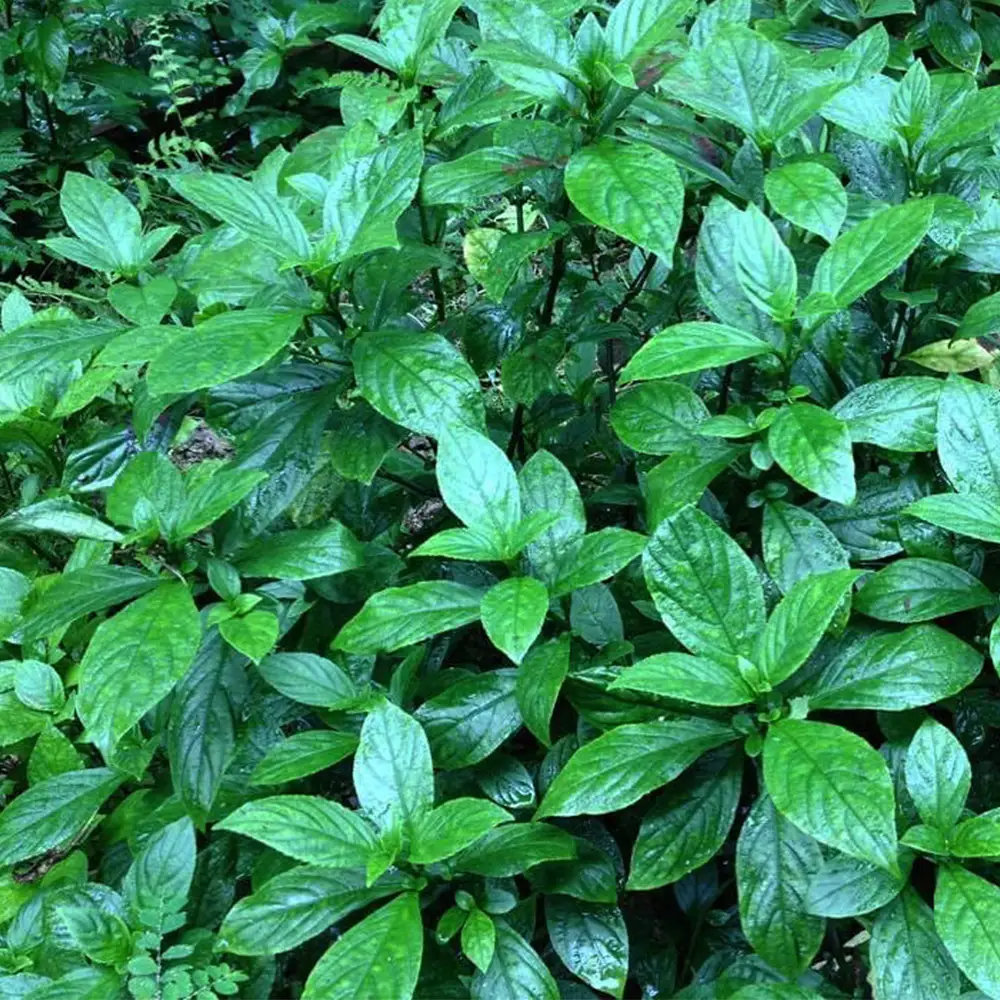 琉球藍染オーガニックコットンストール【紺】