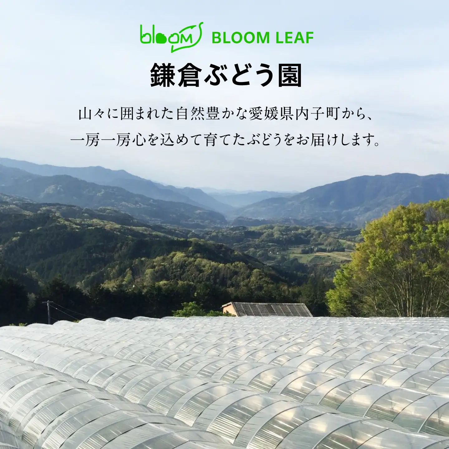 【2027年発送 先行予約】種なし巨峰2房 BKBI004 ぶどう