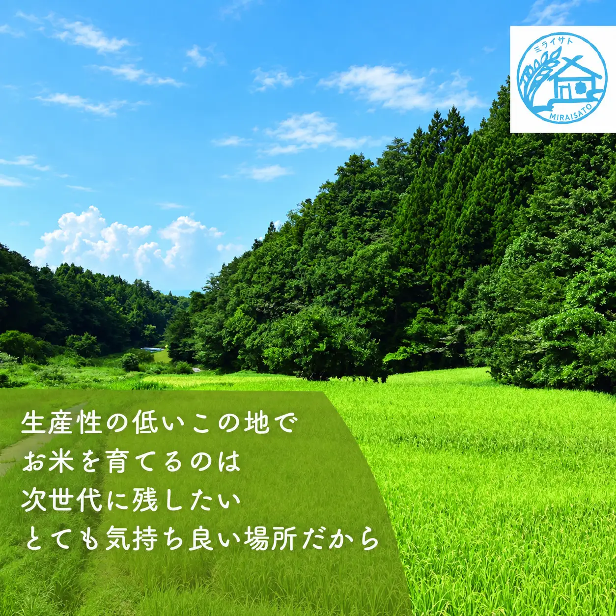 【令和8年産】佐渡産コシヒカリ 精米5kg ミライサト