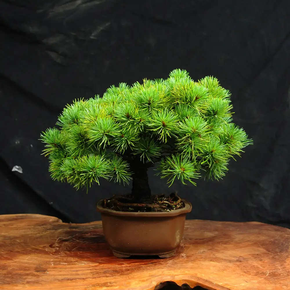 赤石の泉 赤石五葉松（鉢植え） E-33