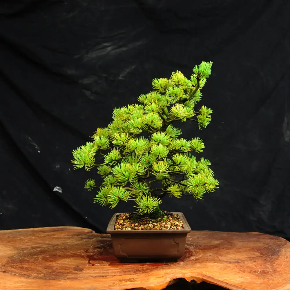 赤石の泉 赤石五葉松（鉢植え） I-33