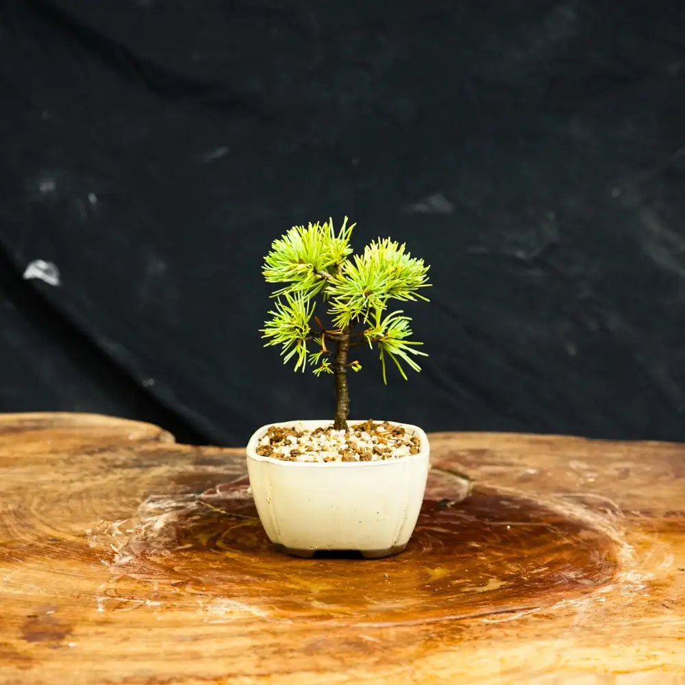 赤石の泉 赤石五葉松（鉢植え） F-158