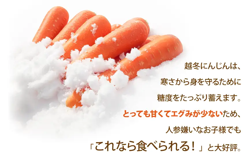 にんじん 訳あり 3kg 北陸富山の越冬人参！【期間限定発送】