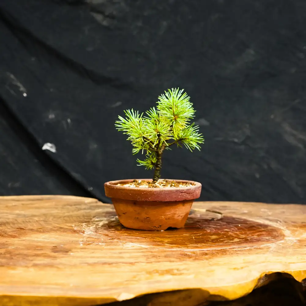 赤石の泉 赤石五葉松（鉢植え） F-161