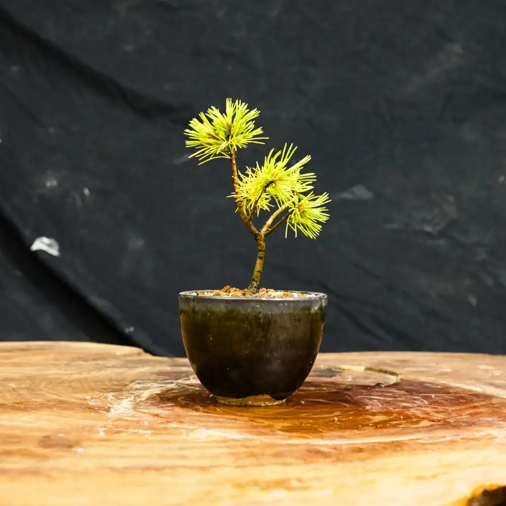赤石の泉 赤石五葉松（鉢植え） F-164