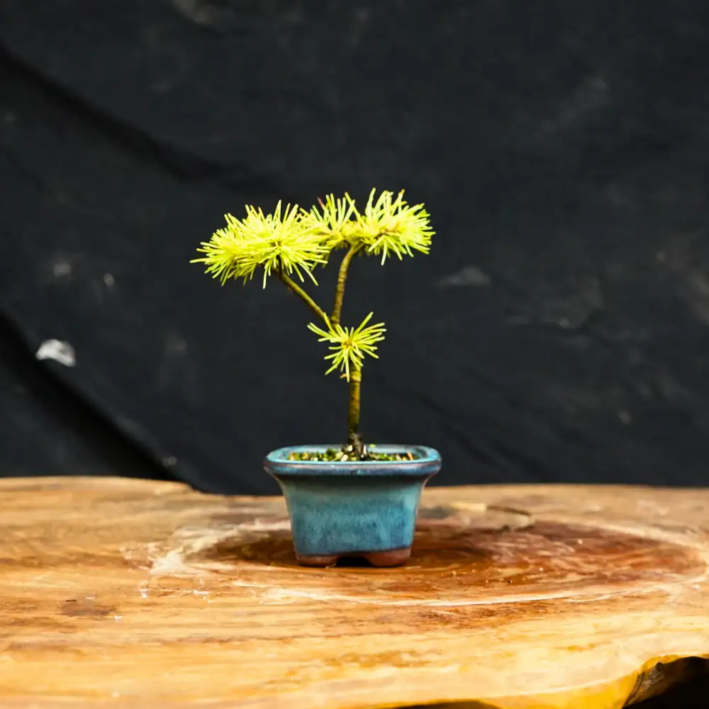 赤石の泉 赤石五葉松（鉢植え） F-167