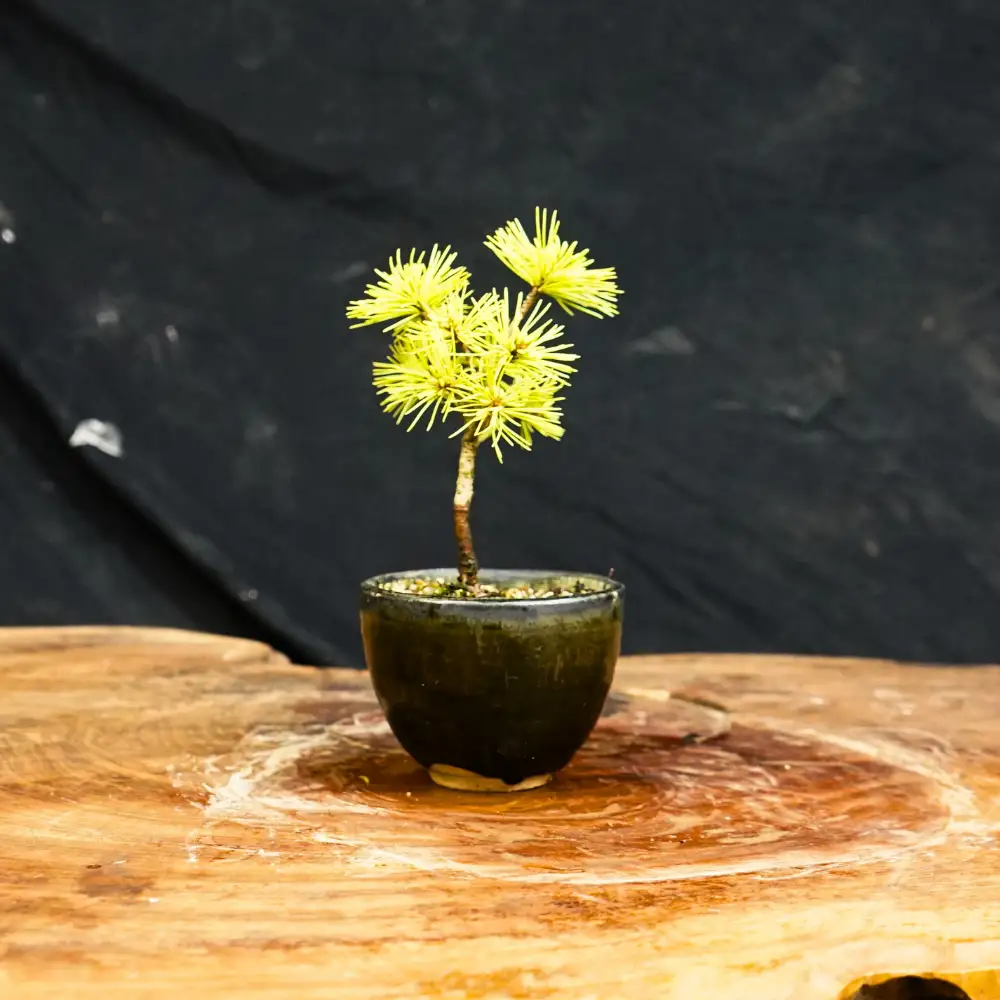 赤石の泉 赤石五葉松（鉢植え） F-170