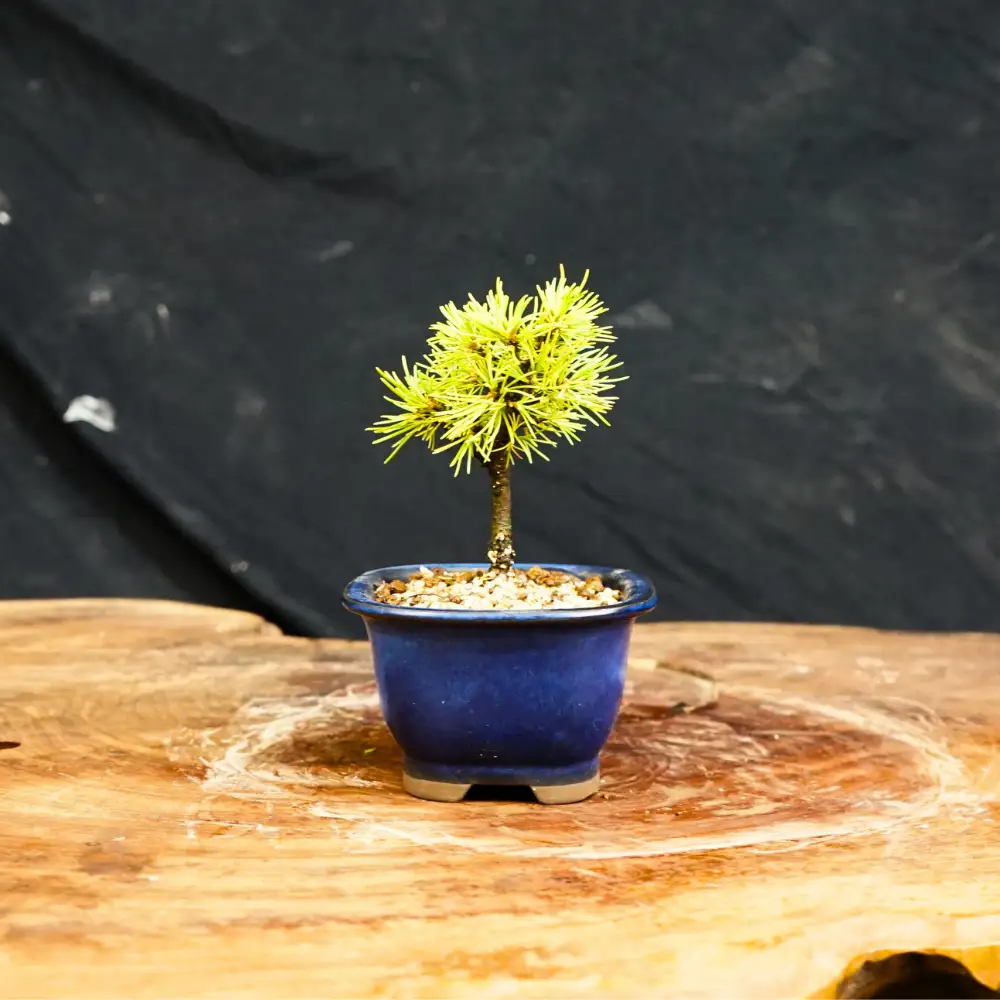 赤石の泉 赤石五葉松（鉢植え） F-173