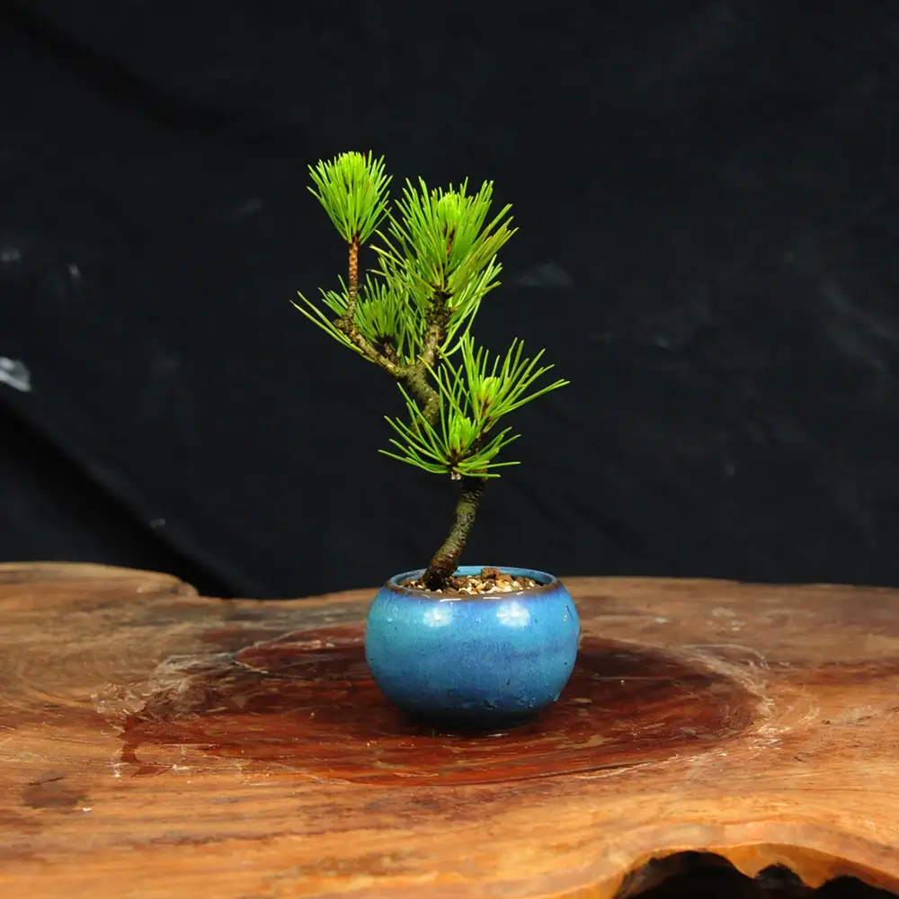 赤石の泉 黒松（鉢植え） S-31