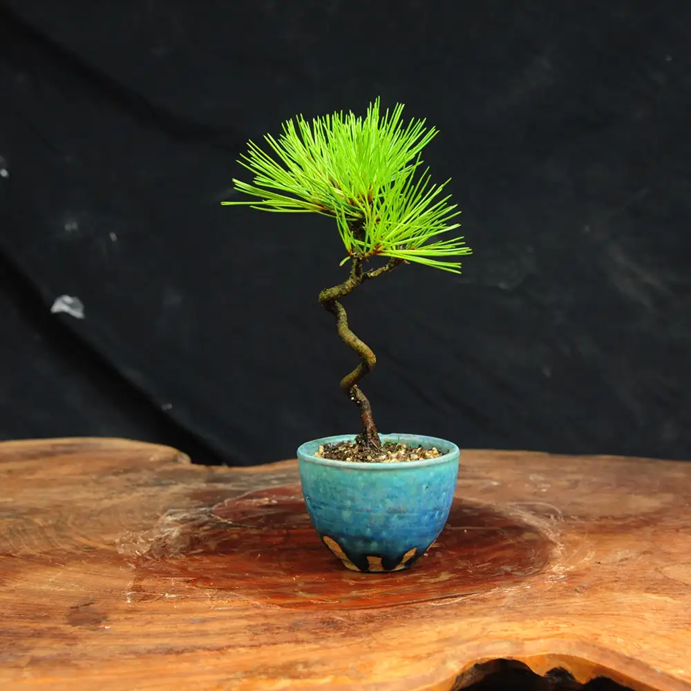 赤石の泉 黒松（鉢植え） S-34