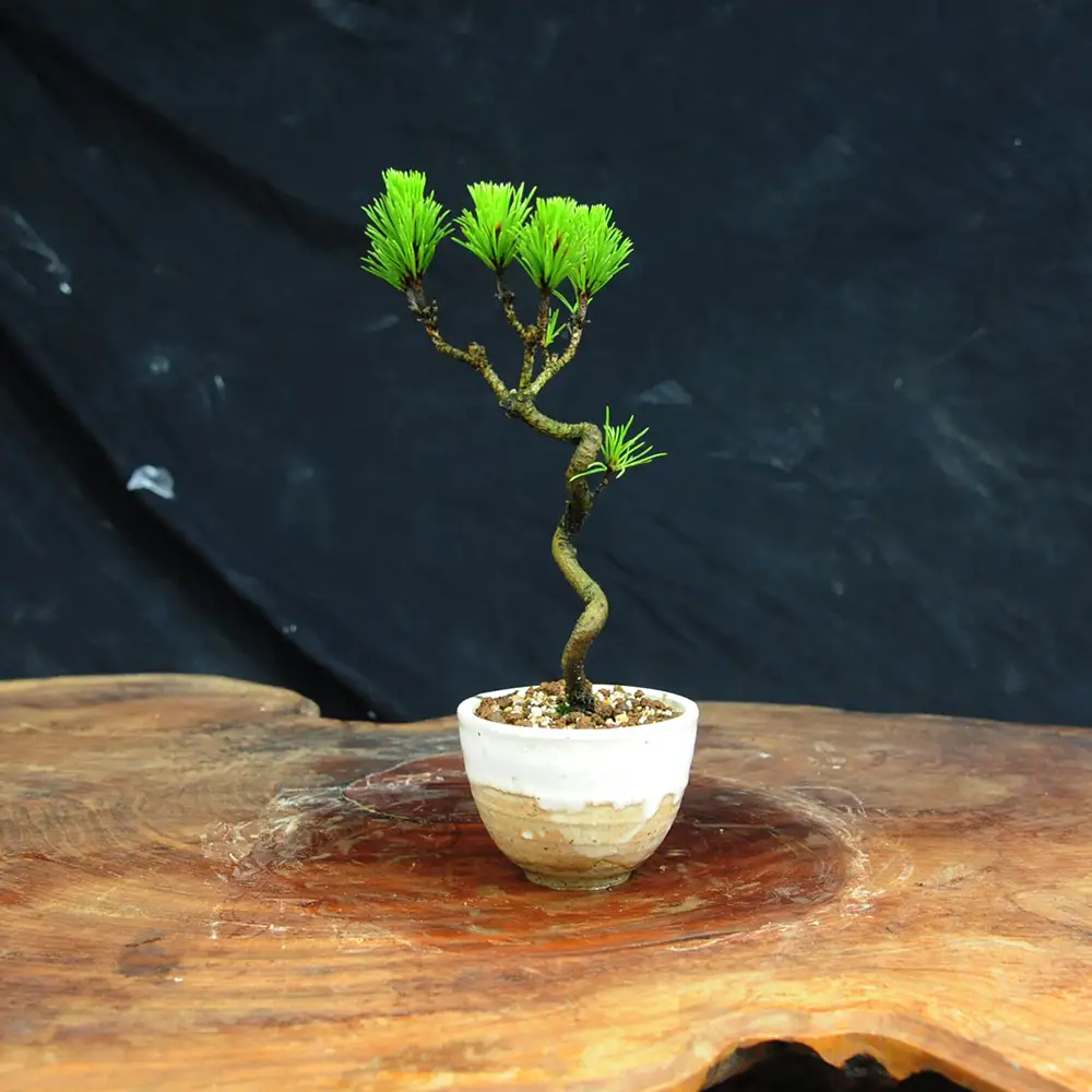 赤石の泉 黒松（鉢植え） S-37