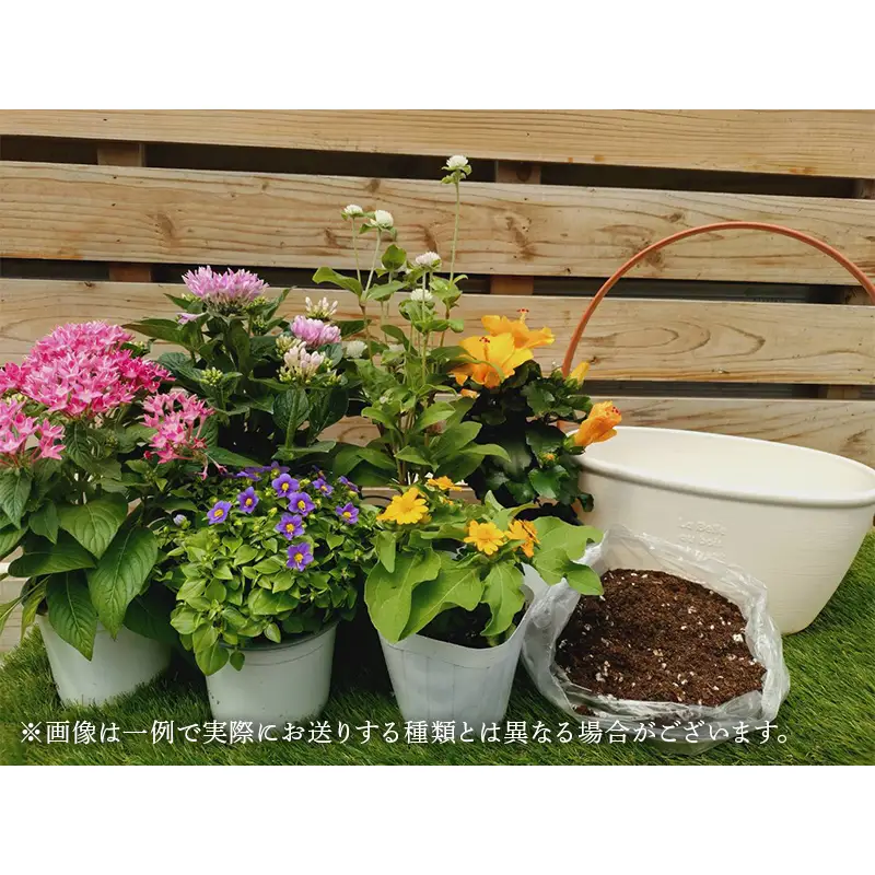 産地直送！季節の花の寄せ植えキット（6～7ポット） 花 花苗 苗 セット 寄せ植え 花壇 ガーデニング F6L-1528