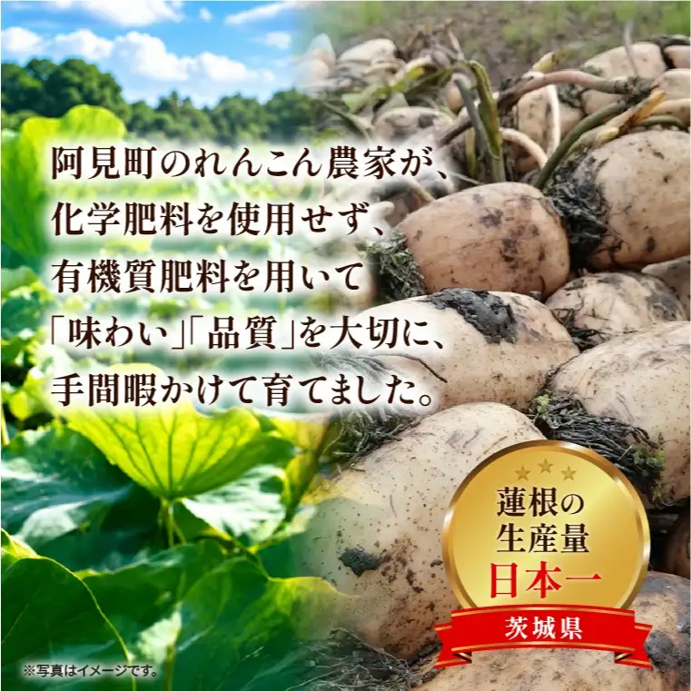 先行予約 れんこん 2kg お多福れんこん 蓮根 レンコン 農家直送 産地直送 新鮮 野菜 根菜 有機肥料 【2026年9月より順次発送】（111-01）