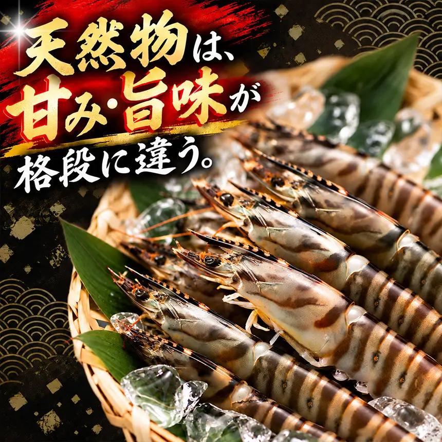 【美浜町・南知多町共通返礼品】南知多産 天然車海老 10尾 解凍後刺身OK ※プロトン凍結　塩焼き+エビフライにおすすめ やっぱり天然物は甘み・旨味が格段に違う！