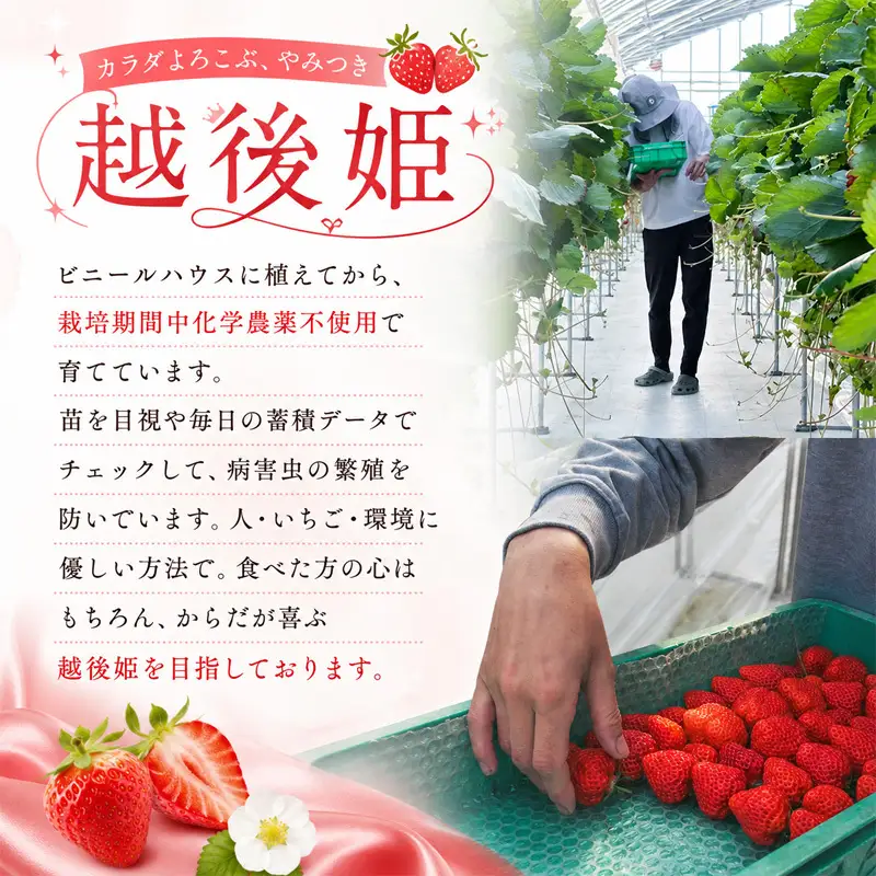 【先行予約 | 2027年5月下旬より出荷開始】いちご 中粒 カラダよろこぶ 越後姫 約200g×2パック (18～30粒入り) イチゴ 苺 定植後化学農薬不使用 渡辺農園 上越市 新潟県 