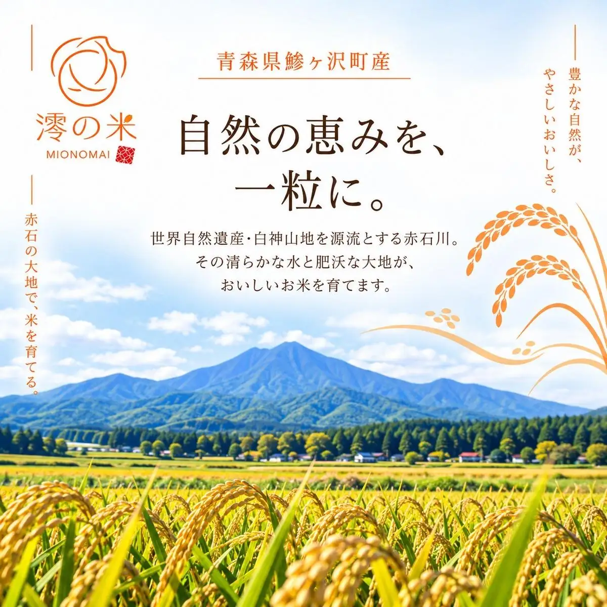 《 3ヶ月定期便 》 令和8年産 まっしぐら 白米 5㎏ （5㎏×1） 青森県産 イワモトファーム まっしぐら
