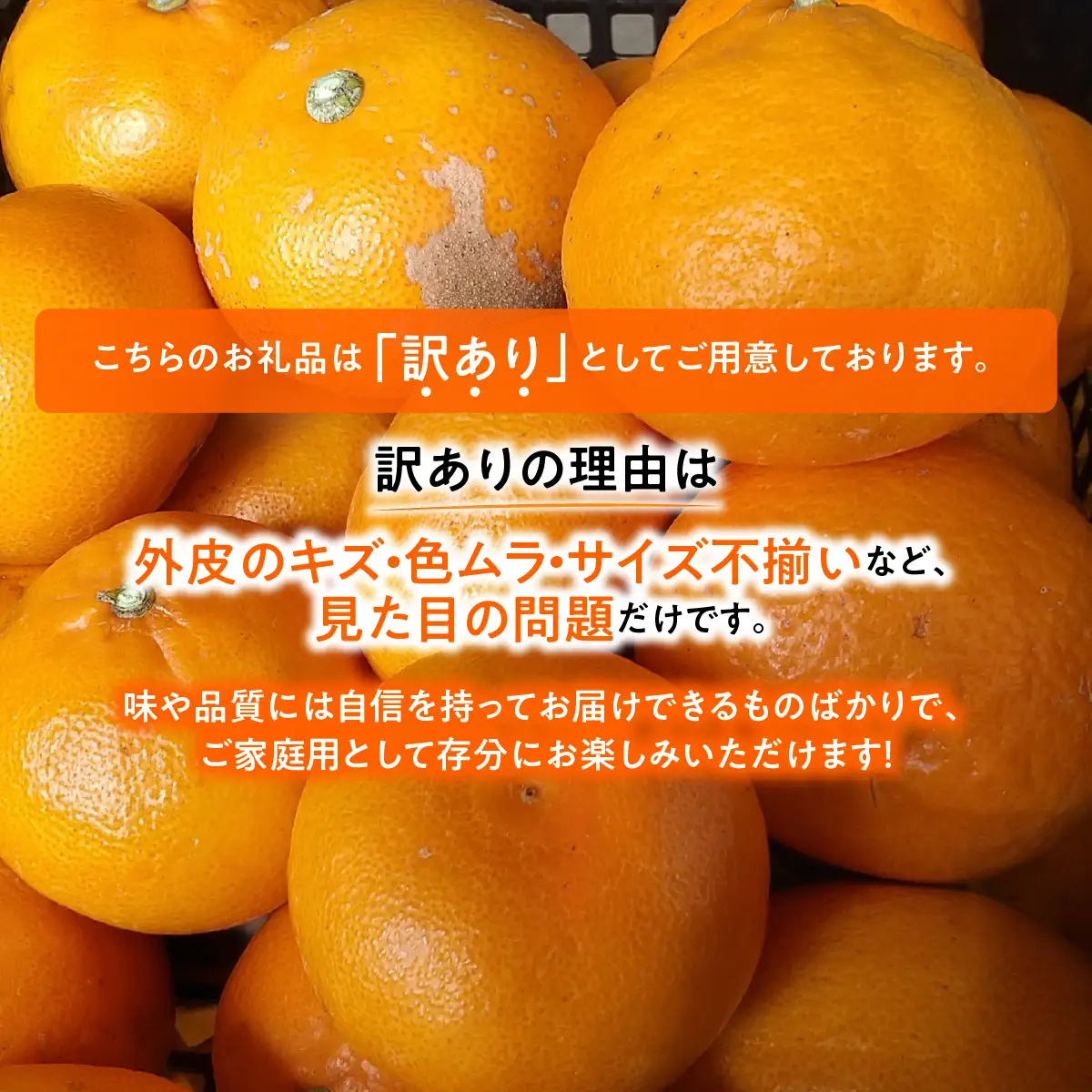 【先行受付】とても甘く、とろける食感・柑橘の大トロと呼ばれる愛媛の高級柑橘『せとか』3.3kg《訳あり》農園直送！【103-3】　YWTBZ004