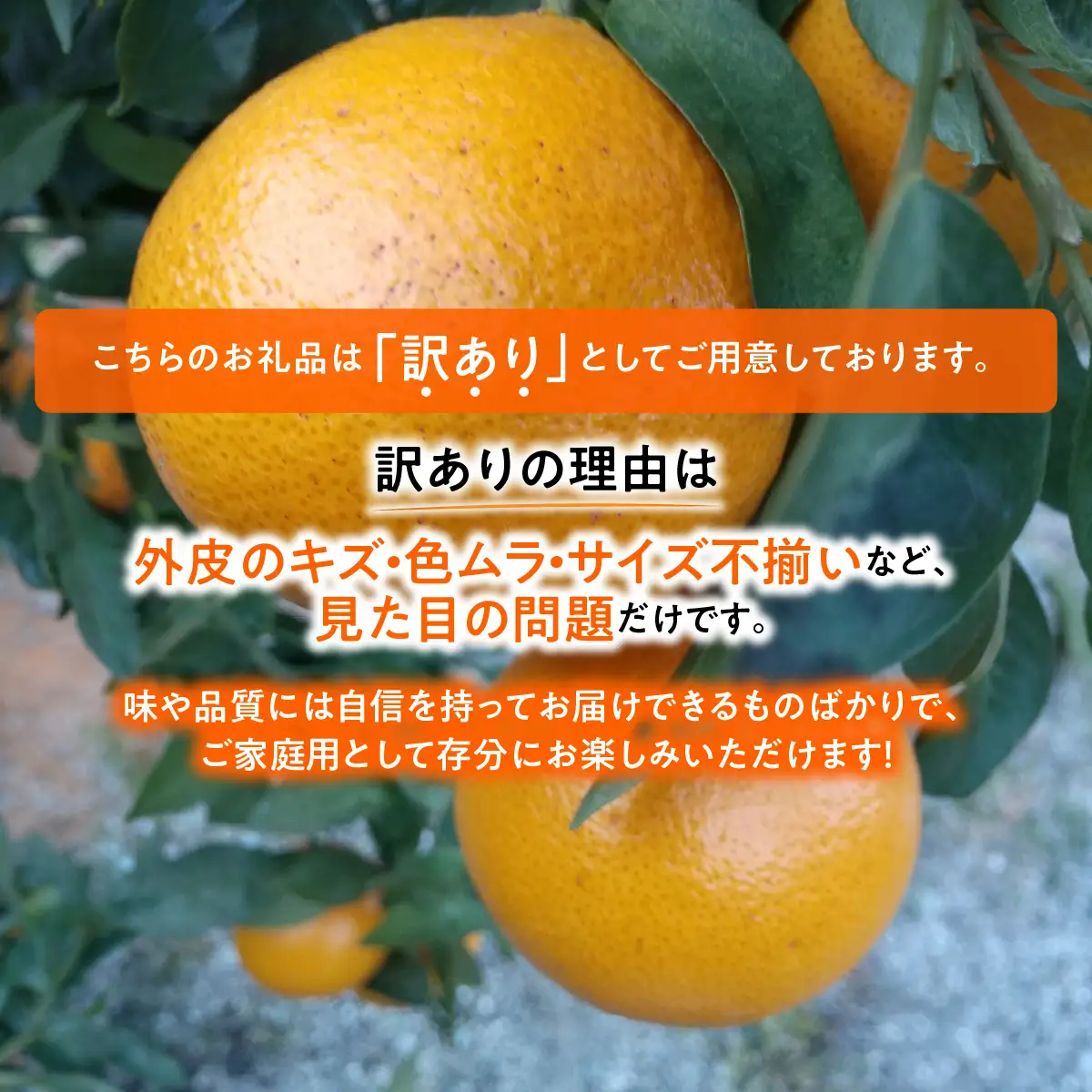 【先行受付】■甘平と■紅マドンナの良いとこどり！◆「西宇和プリンセス」（紅プリンセス、愛果48号と同品種）３㎏【103-7】　YWTBZ006