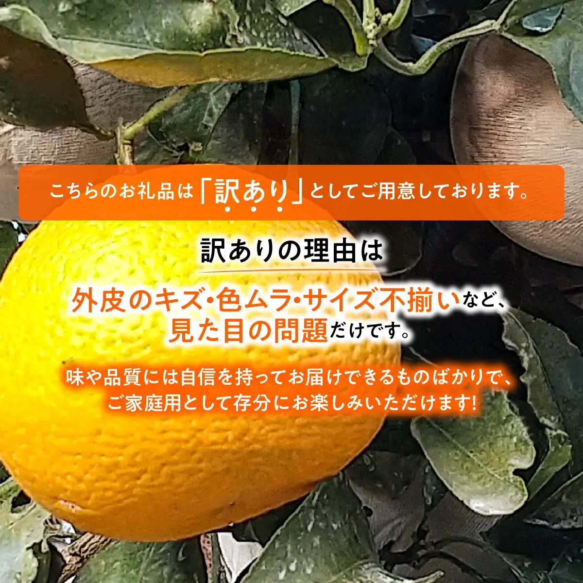 【先行受付】◆愛媛みかん西宇和益田農園より直送～　「清見オレンジ」爽やかな甘さが魅力！！　５kｇ【103-4】　YWTBZ007